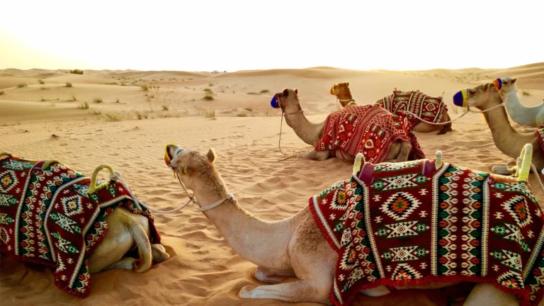 Pushkar Camel Safari