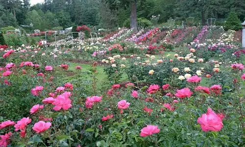 rose garden pushkar